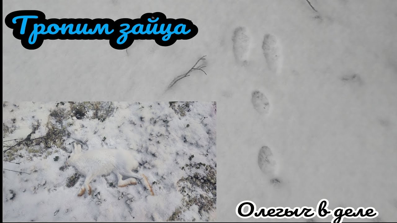 Как тропить зайца беляка. Затропил и добыл зайчика. Охота в ХМАО ...