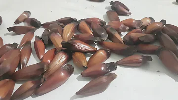 Quando o pinhão está estragado?