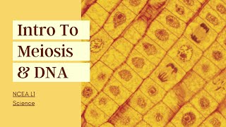 Intro to Meiosis and DNA | NCEA L1 Science 2021