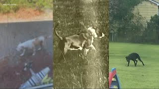 Loose dogs keeping family from their own yard