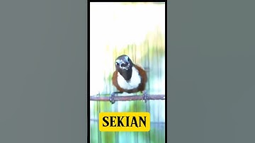 TEPUS LEHER PUTIH.HARGA MERAKYATBSUDAH BISA BUAT MASTERAN #kicaumania #birds #burung