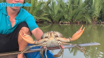 Cua biển tại năm căn cà mau rớt giá đành thả lại vuông tôm | Hưng năm căn