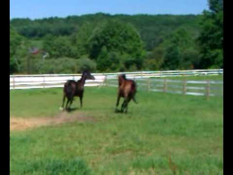 horseshoe bend Horses galloping.