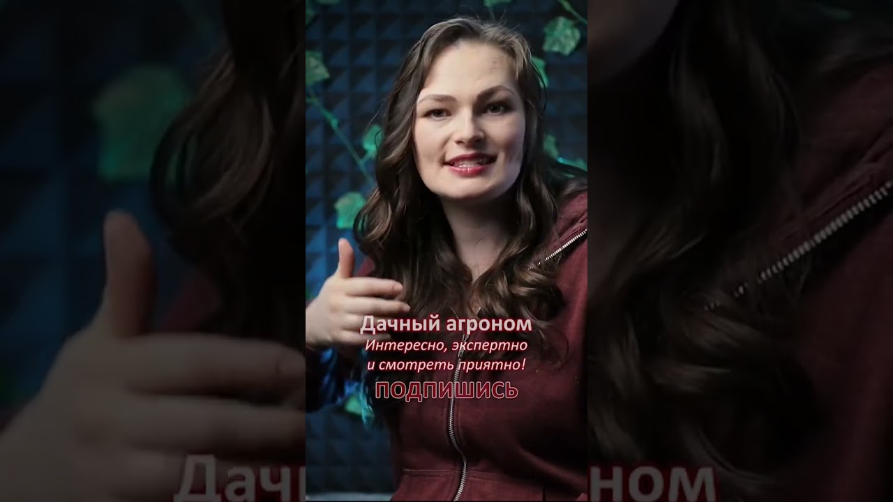 ПРОВЕРЬ это не белокрылка Дачный агроном