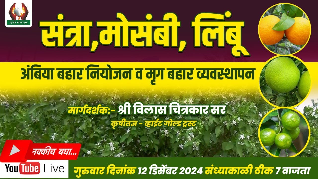 संत्रा, मोसंबी, लिंबू आंबिया बहार नियोजन व मृग बहार व्यवस्थापन