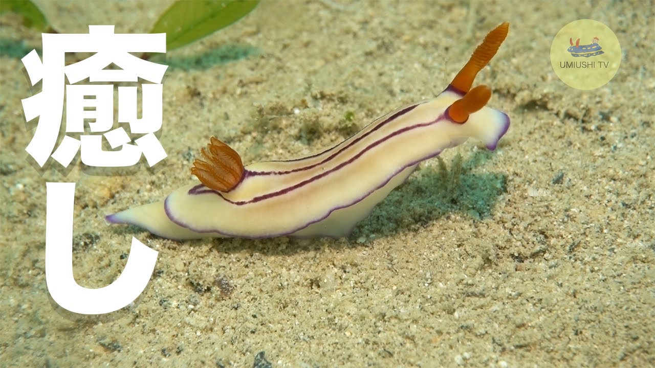 かわいいウミウシの癒し動画 エマイロウミウシ Youtube