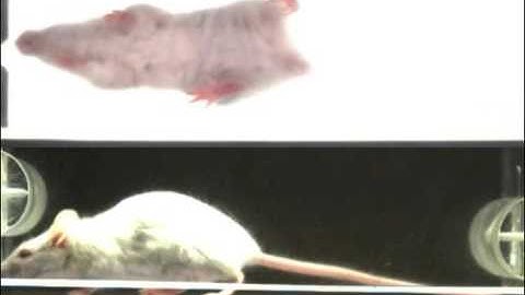 DigiGait -Abitlity to monitor ventral and lateral views simultaneously