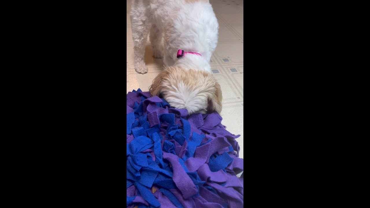 Snuffle Mat in Animal Shapes - Dog & Cat Toys by GROOMY – DOGTV