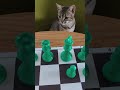 Bored chess genius cat #chess #funnycat