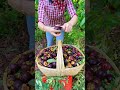 These mangosteen fruits have been gathered in one place by a rural farmer#shortvideo #farming