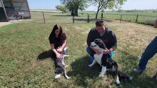 PetCenter Breeder Trip - Country Road Kennels by PetCenter Old Bridge 17 views 6 months ago 50 seconds