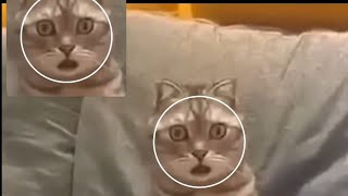 Komi̇k Hayvanlar En Komi̇k Hayvan Anlari Derlemesi̇ 2024 -10-