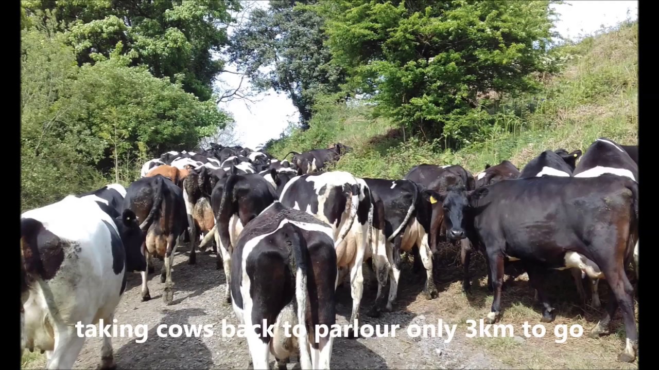 natural dairy farm hill farm overview video YouTube