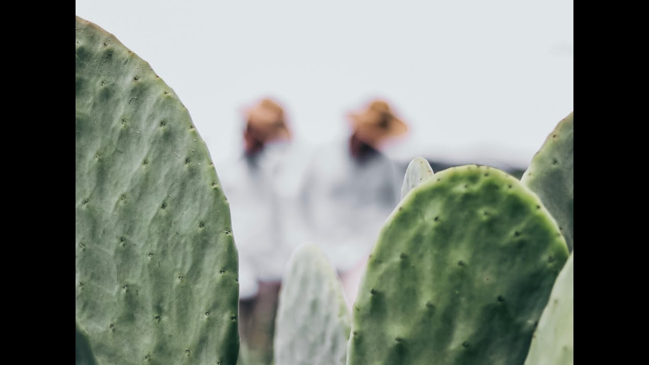 Cactus Cleaner Removing thorns from nopales 