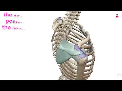 لوح الكتف  3