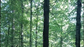 Légendaire Ii, Piano Œuvre De Monique-Andrée Reuse