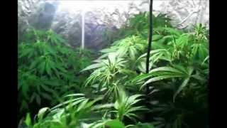 7 days of flower n 150 subs, vader og