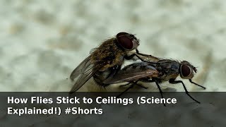 How Flies Stick to Ceilings (Science Explained!) #Shorts