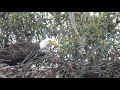 Bald Eagles of Lake Casitas- Fish Delivery