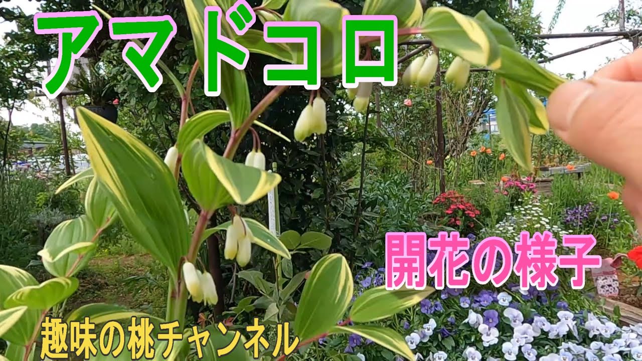 【アマドコロ】開花の様子　25/6/22