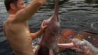 Swimming with Wild Pink River Dolphins | Deadly 60 | Earth Unplugged