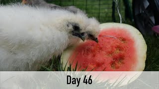 CHICKEN CAM: Day 46: WATERMELON Bantam Silkies and Cochins