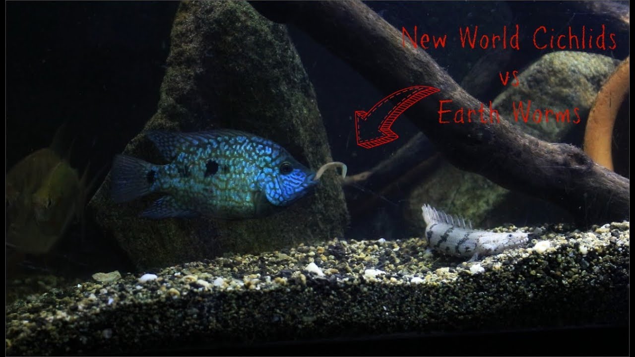 earthworms near me Feeding Earth Worms To New World Cichlids