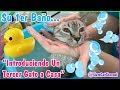 "Introduciendo Un Tercer Gato a Casa" #3 - Bañando Por Primera Vez a Un Gatito De La Calle