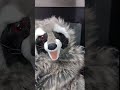 #Oh you microwave #tellingtime #timelapse #time #funny #cute #raccoon #puppet