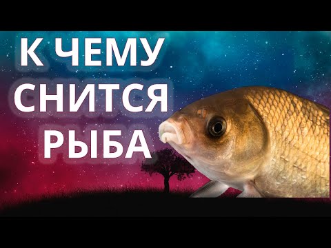 К чему снится рыба? Приснилась рыба 😴 Сонник 😴 Толкование снов 😴