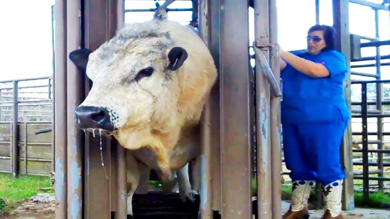 سوف تصيبك القشعرير عند رُؤْيَة أكبر مزرعة أبقار في العالم تخطت الحدود!!