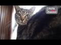 スルーすると思いきや…【保護猫】
