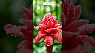 ปลูกเมล็ด EP201 ดาหลา และ ดาห์ลเบิร์กเดซี่ #สร้างจากai #aigenerated #plants #gardening #flowers