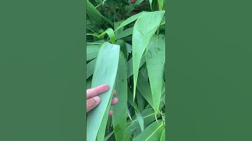 Cây Chít còn gọi là Cây Đót #covenduongvlogs #caycomui #caybuttre #câythuốcquý #farming