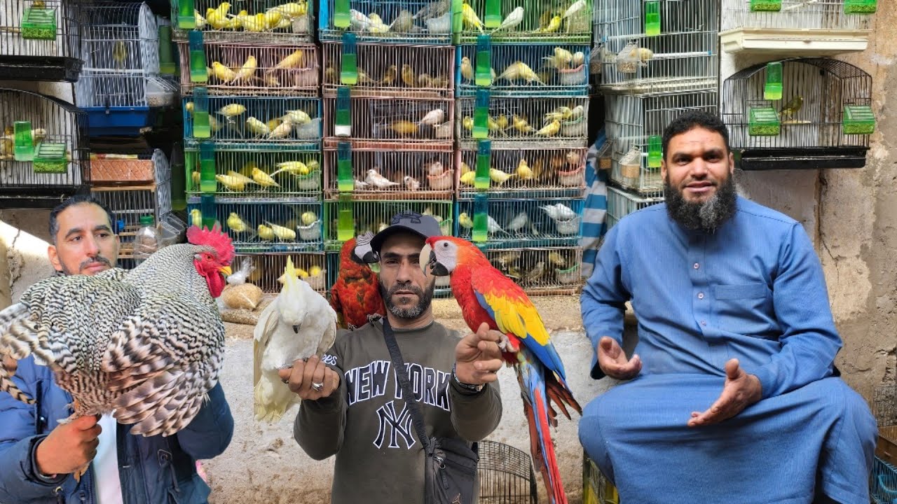 سوق القريعة🔥أجيو نتولعو ونتعرفو على أتمنة مختلف أنواع الطيور على قناتكم عالم الطيور #parrot #birds