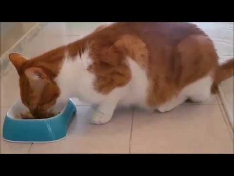 Video: Yavru Kedi Maması Nasıl Yapılır (Resimli)