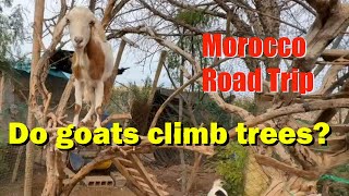 Morocco Road Trip Chapt 8: Essaouira and goat