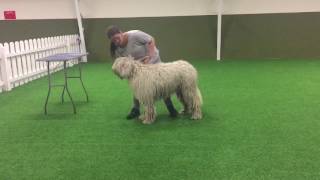 Komondor Conformation Training