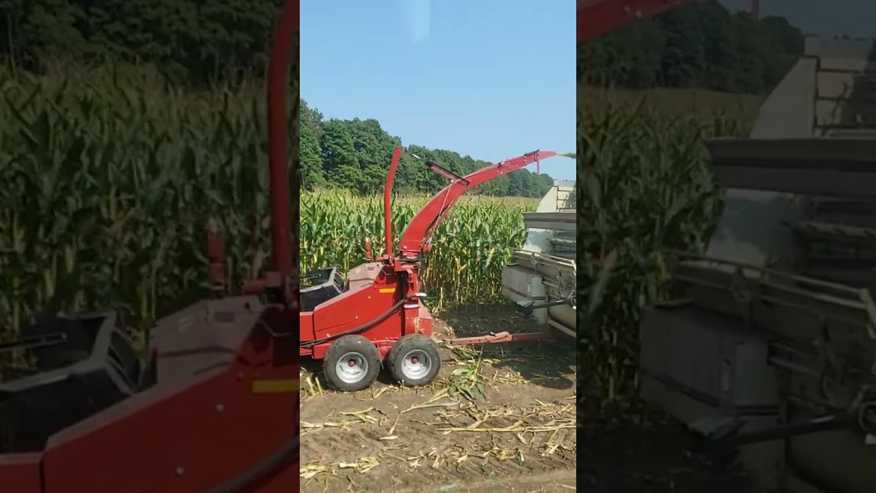 Chopping The 1st Off The Corn Silage In 2024!!! 