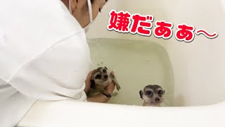 動物達が嫌なことはまとめてやってしまいましょう！！