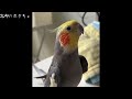 絶対にホケキョしないオカメインコ
