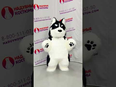 Хаски Надувной костюм для аниматора! Принимаем заказы на изготовление аэрокостюма #хаски #shorts