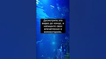 Тест на Селахофобию | Страх АКУЛ