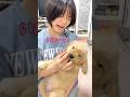 姉を完全に舐め切った態度のゴルパピだいふく#goldenretriever #dog #箱入りクッキーはゴールデンレトリバー
