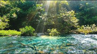 Gentle Stream ASMR 🌊 Pure River Sounds – No Rain No Music for Sleep, Study & Relax