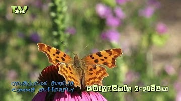 Vlinders! gehakkelde aurelia - comma butterfly - Polygonia c-album