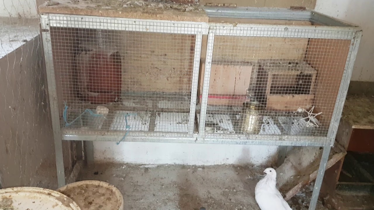 Emparejamiento de palomas ♀/♂   ♀/♀   ♂/♂