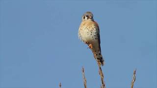 American Kestrel Partnership - Meet The Partners