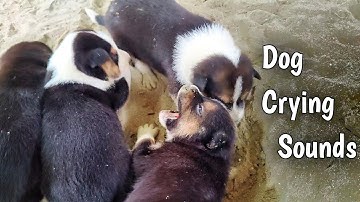 Baby dog ~ Puppy Crying Sound Effect to Stimulate Your Dog
