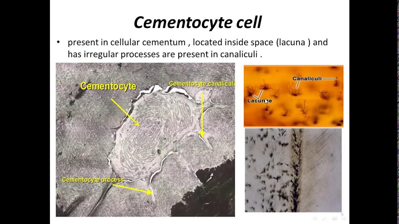 Lec 9 Cementum , part  1